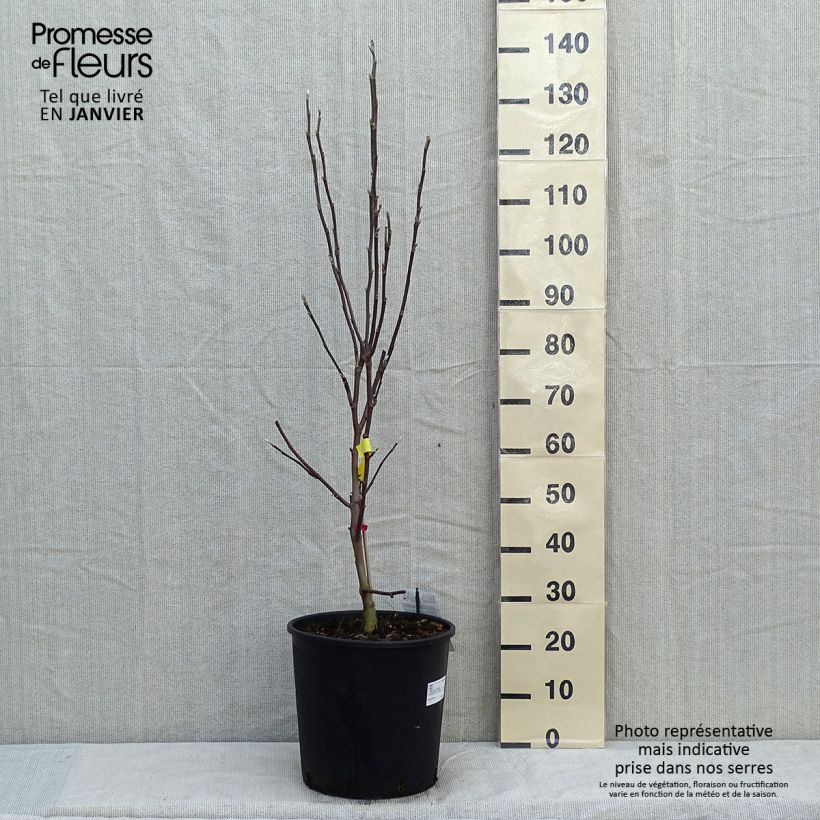 Magnolia acuminata Daphne Maceta 7,5L/10L Ejemplar entregado en invierno