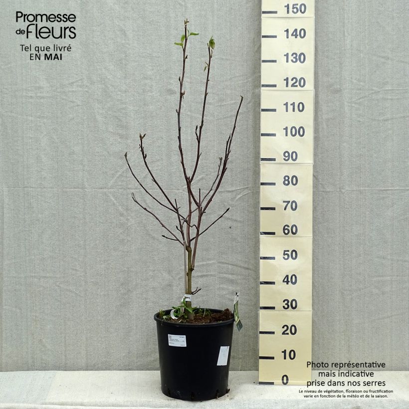 Magnolia acuminata Daphne Maceta 7,5L/10L Ejemplar entregado en la primavera