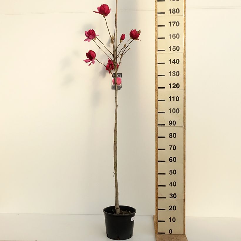 Magnolia soulangeana Emperor Maceta 7,5L/10L Ejemplar entregado en la primavera