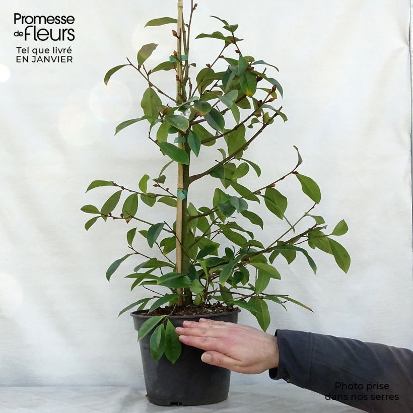 Magnolia Fairy Blush Maceta 4L/5L Ejemplar entregado en invierno