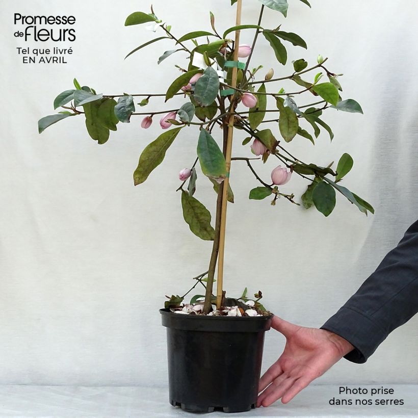Magnolia Fairy Blush Maceta 4L/5L Ejemplar entregado en la primavera