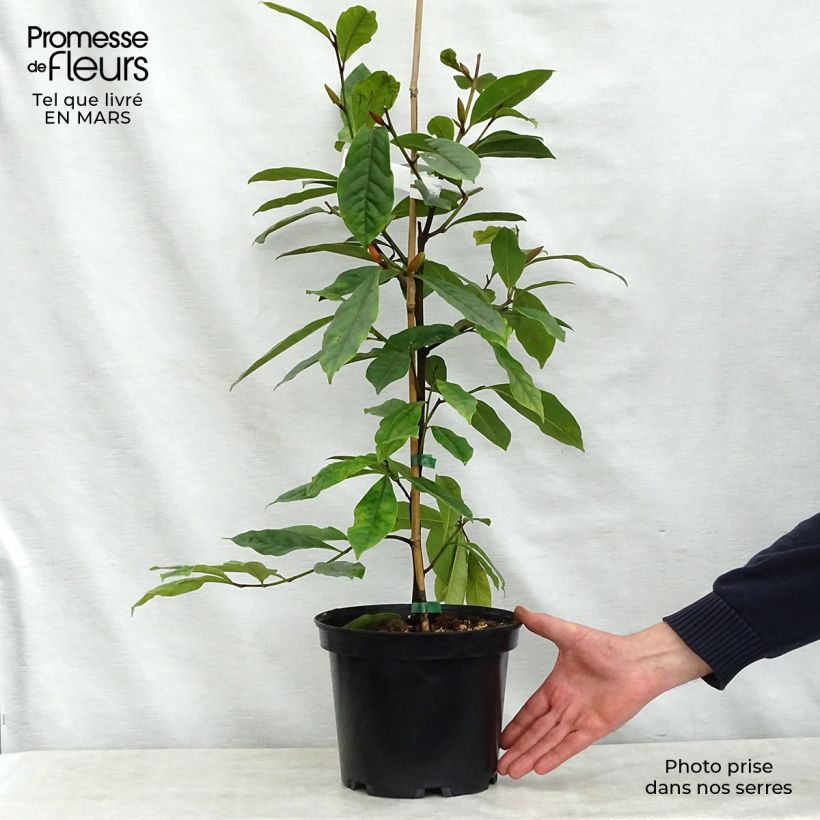 Magnolia Fairy Cream Maceta 3L/4L Ejemplar entregado en la primavera