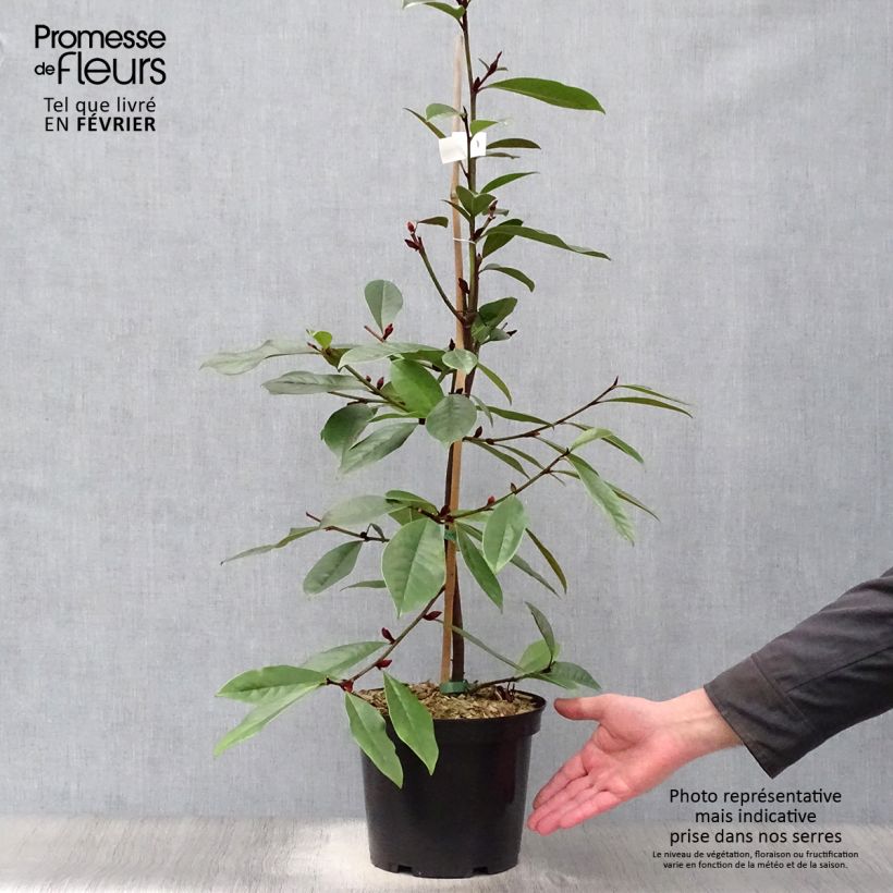 Magnolia Fairy Cream Maceta 3L/4L Ejemplar entregado en invierno