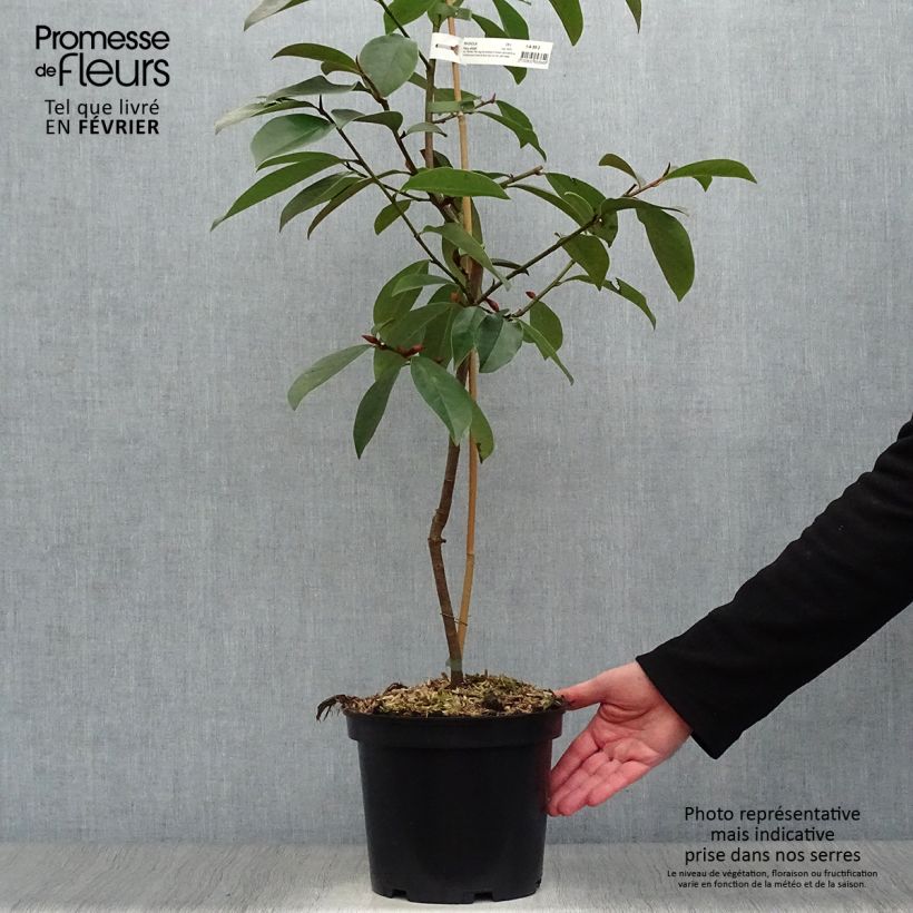 Magnolia doltsopa Fairy White Maceta 4L/5L Ejemplar entregado en invierno