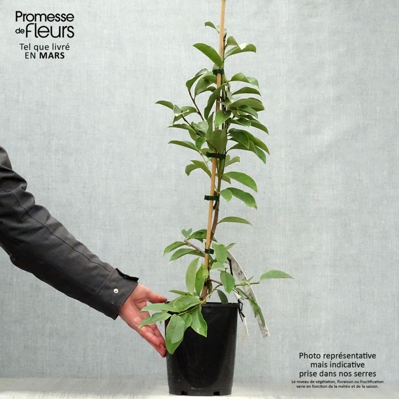 Magnolia doltsopa Fairy White Maceta 4L/5L Ejemplar entregado en la primavera