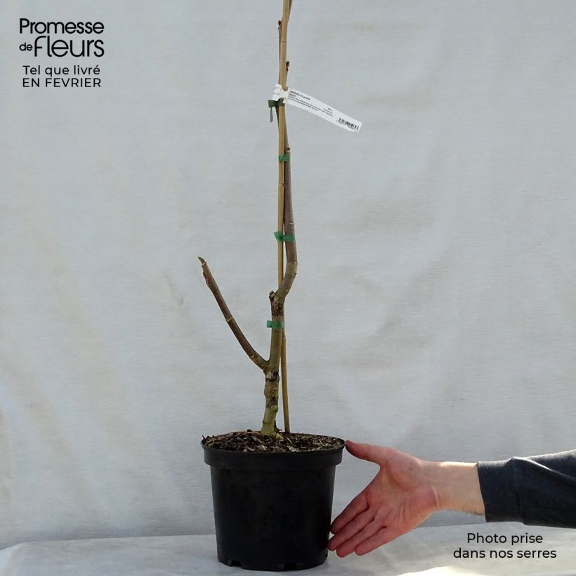 Magnolia Felix Jury Maceta 4L/5L Ejemplar entregado en invierno