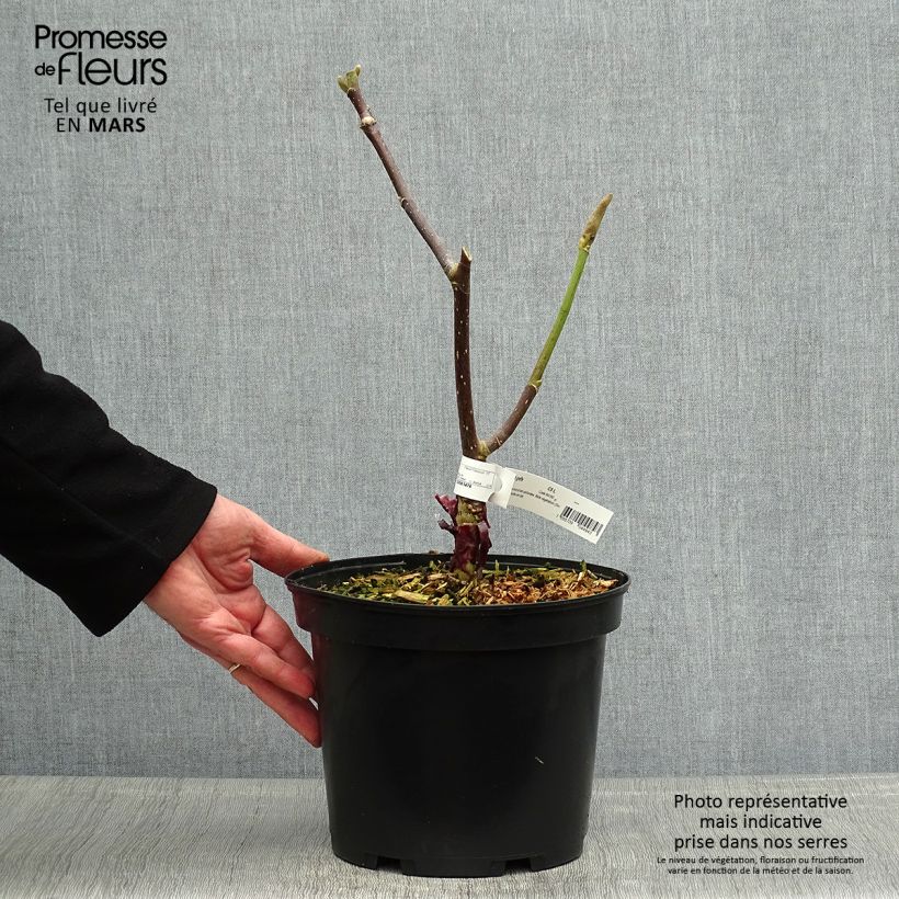 Magnolia Felix Jury Maceta 4L/5L Ejemplar entregado en la primavera