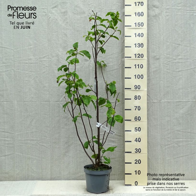 Magnolia Galaxy Maceta 4L/5L Ejemplar entregado en la primavera