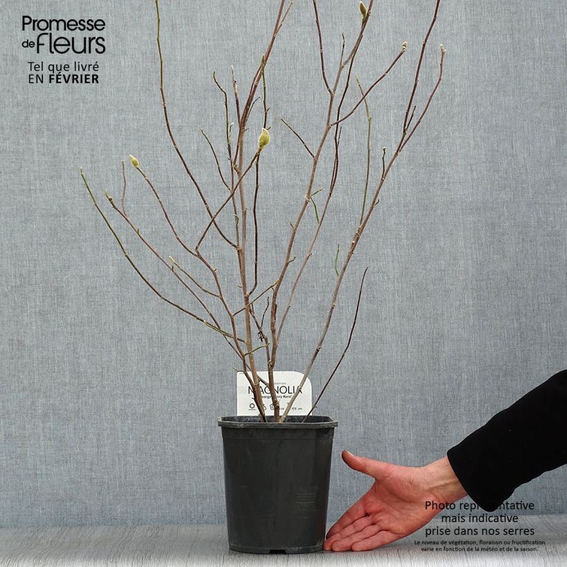 Magnolia George Henry Kern Maceta 3L/4L Ejemplar entregado en invierno