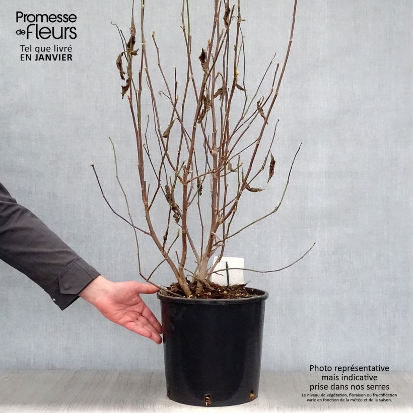 Magnolia George Henry Kern Maceta 12L/15L Ejemplar entregado en invierno