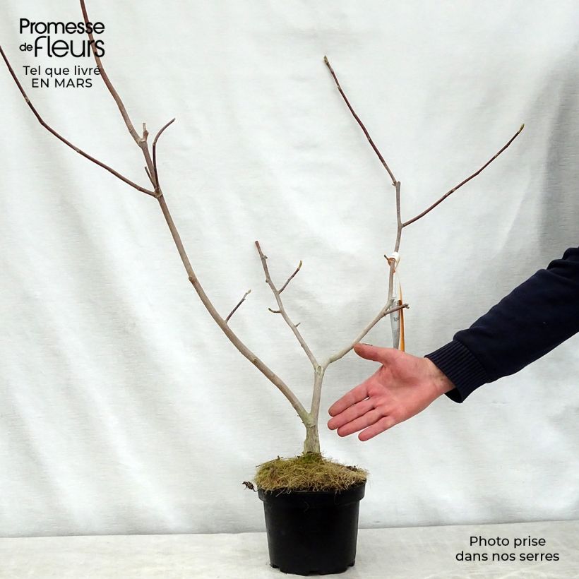 Magnolia Gold Star Maceta 2L/3L Ejemplar entregado en la primavera