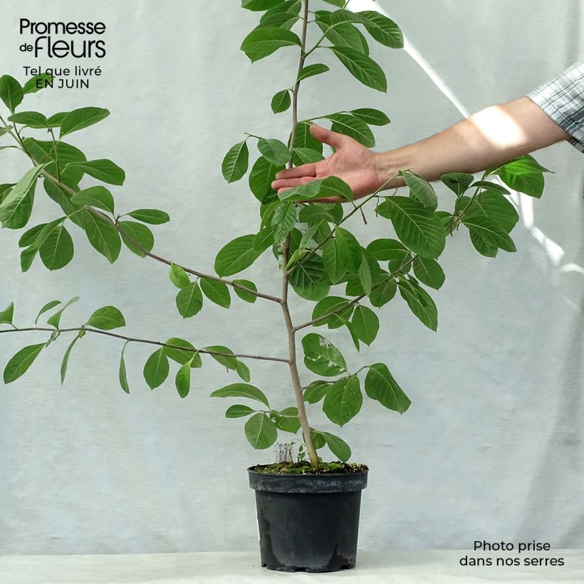 Ejemplar de Magnolia Gold Star Maceta 4L/5L entregado en verano
