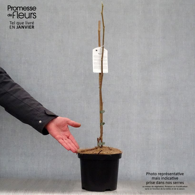 Magnolia Gold Star Maceta 4L/5L Ejemplar entregado en invierno