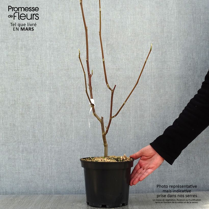 Magnolia Heaven Scent Maceta 4L/5L Ejemplar entregado en invierno