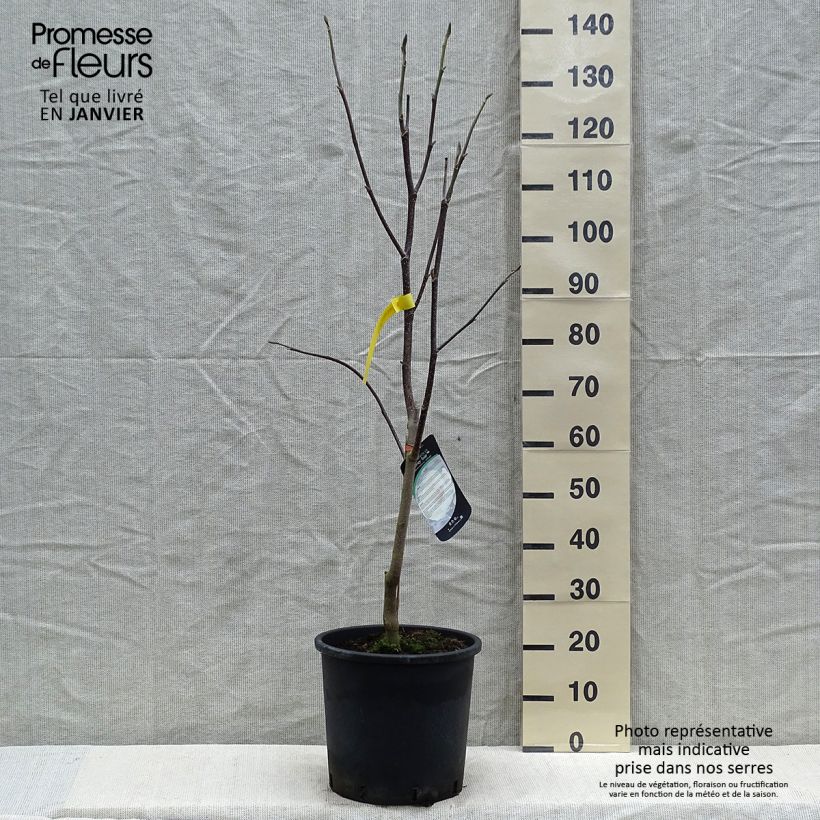 Magnolia Honey Tulip Maceta 12L/15L Ejemplar entregado en invierno