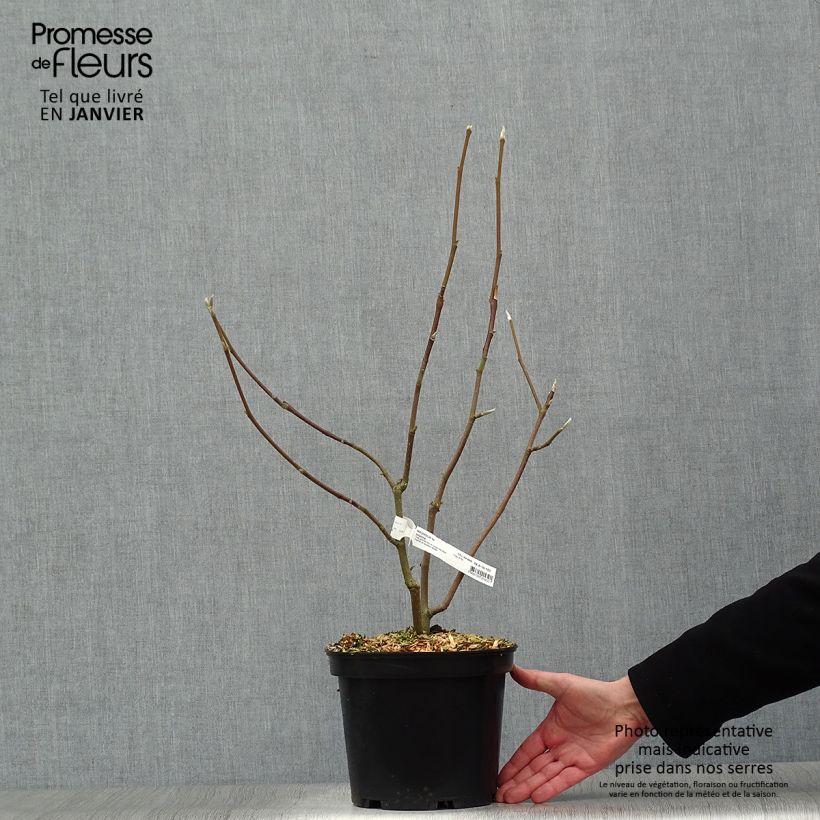Magnolia denudata Iolanthe - Yulan Maceta 4L/5L Ejemplar entregado en invierno