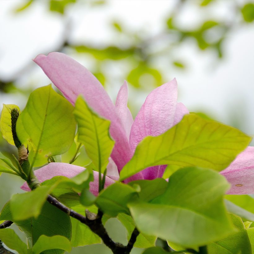 Magnolia denudata Iolanthe - Yulan (Follaje)