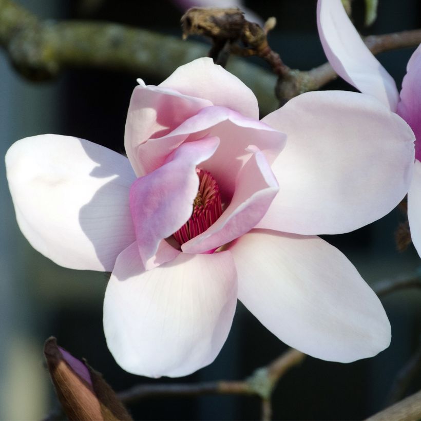 Magnolia denudata Iolanthe - Yulan (Floración)