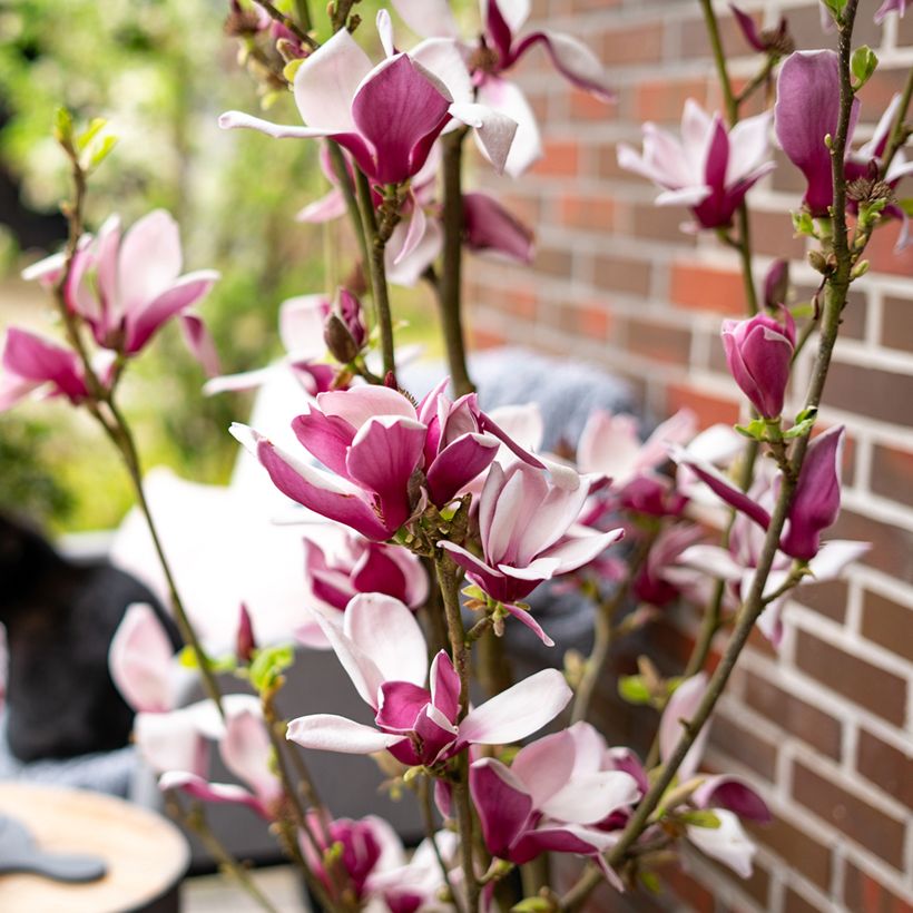 Magnolia Longblomma (Floración)