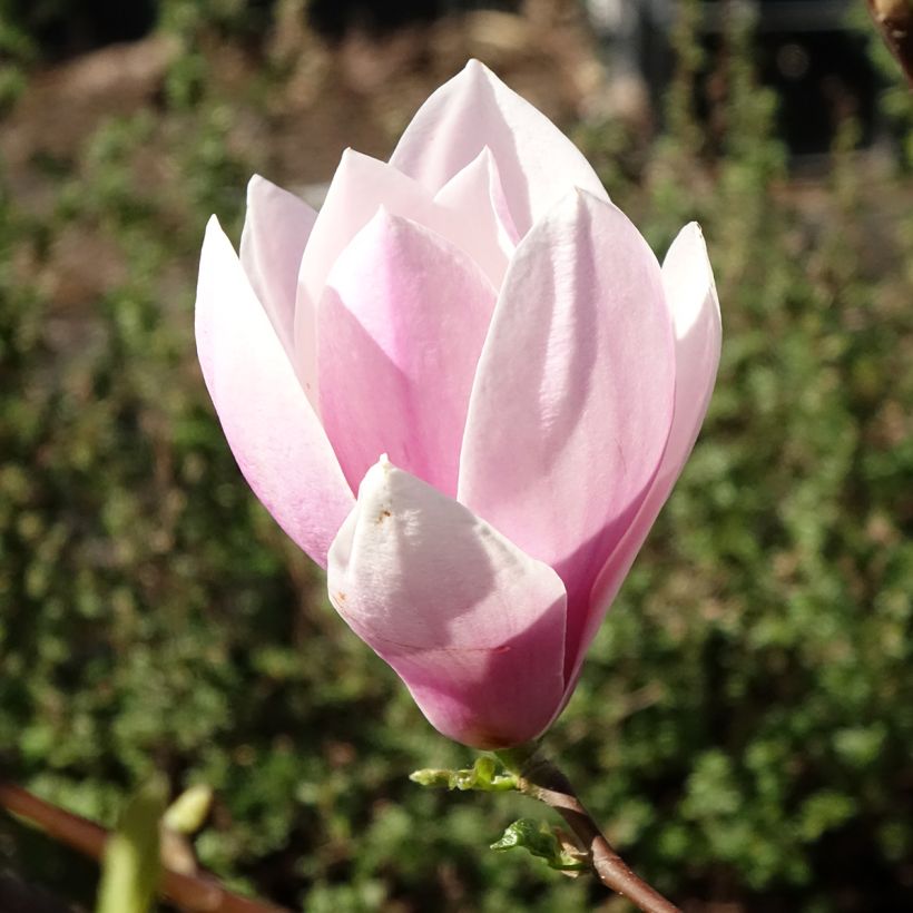 Magnolia soulangeana Andre Leroy (Floración)