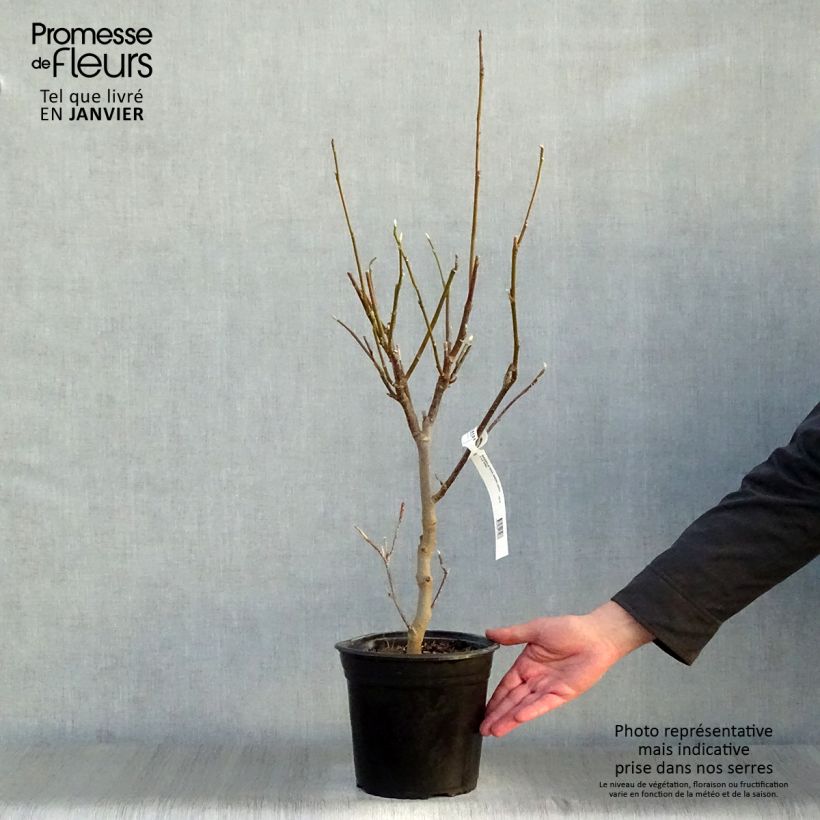 Magnolia soulangeana Andre Leroy Maceta 4L/5L Ejemplar entregado en invierno