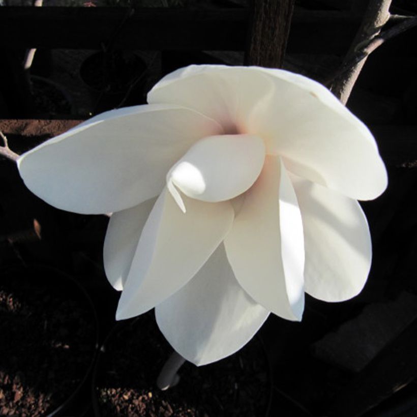 Magnolia Manchu Fan (Floración)
