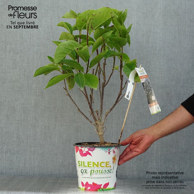 Ejemplar de Magnolia Manchu Fan Maceta 4L/5L entregado en verano