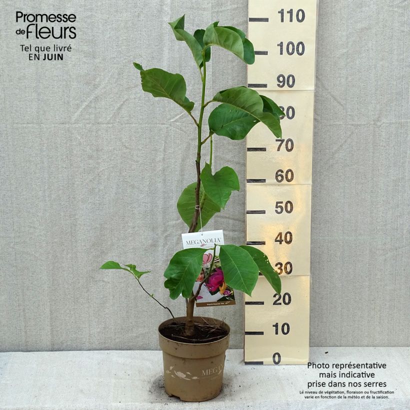 Ejemplar de Magnolia soulangeana Meganolia Maceta 4L/5L entregado en verano