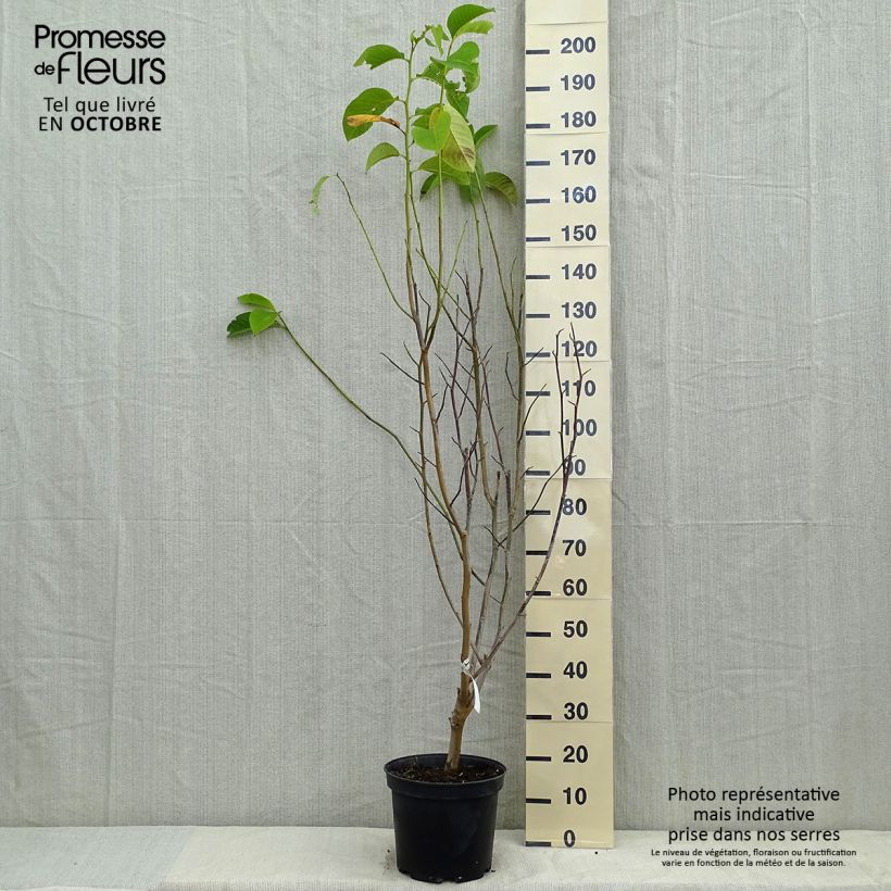 Ejemplar de Magnolia Star Wars Maceta 7,5L/10L entregado en otoño