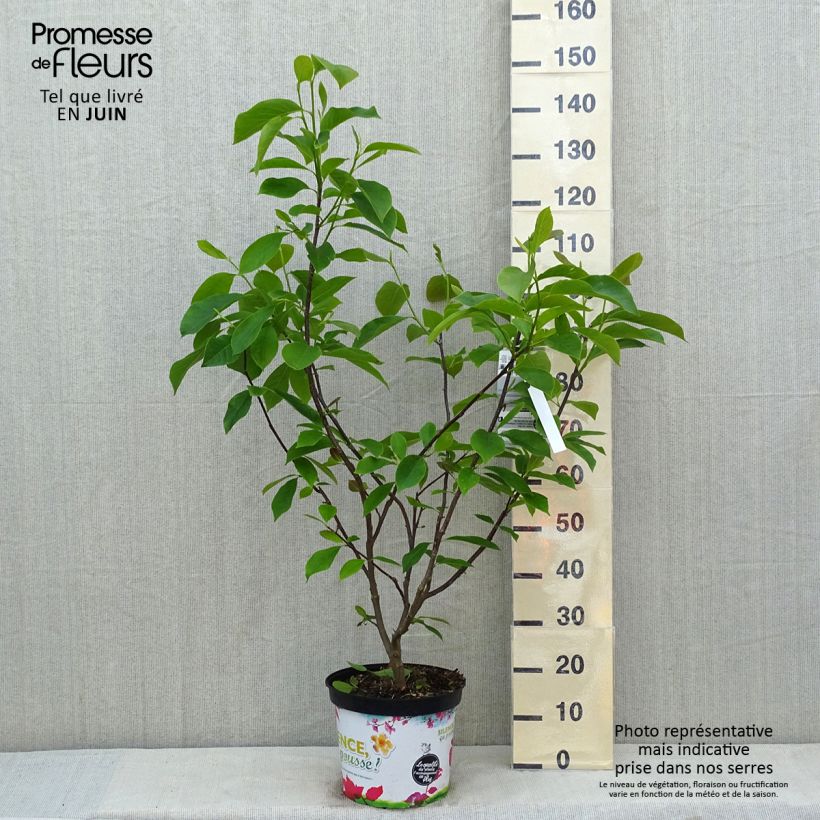 Magnolia Star Wars Maceta 7,5L/10L Ejemplar entregado en la primavera