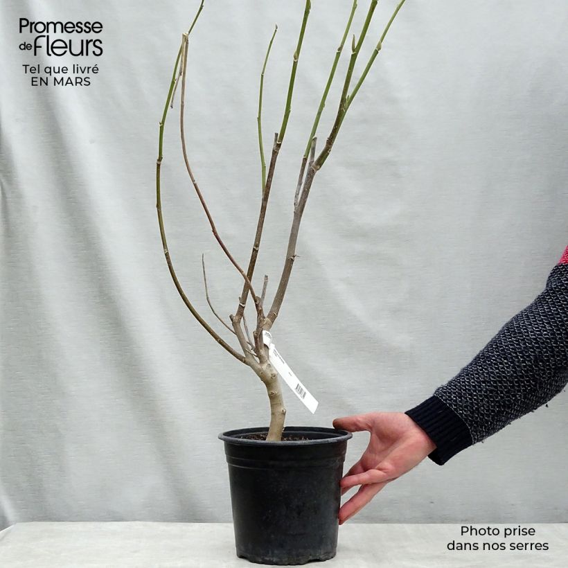 Magnolia Star Wars Maceta 4L/5L Ejemplar entregado en la primavera