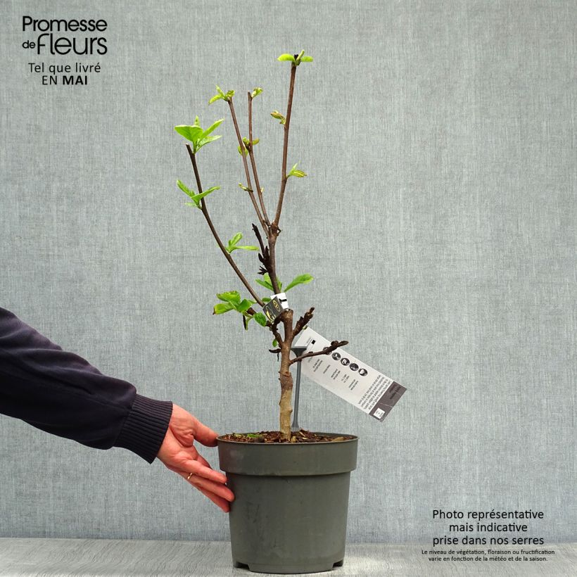 Magnolia brooklinensis Sunsation Maceta 3L/4L Ejemplar entregado en la primavera