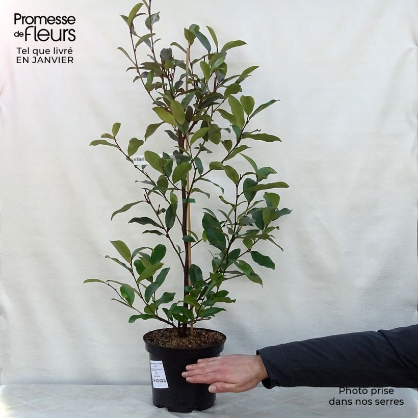 Magnolia White Caviar Maceta 3L/4L Ejemplar entregado en invierno