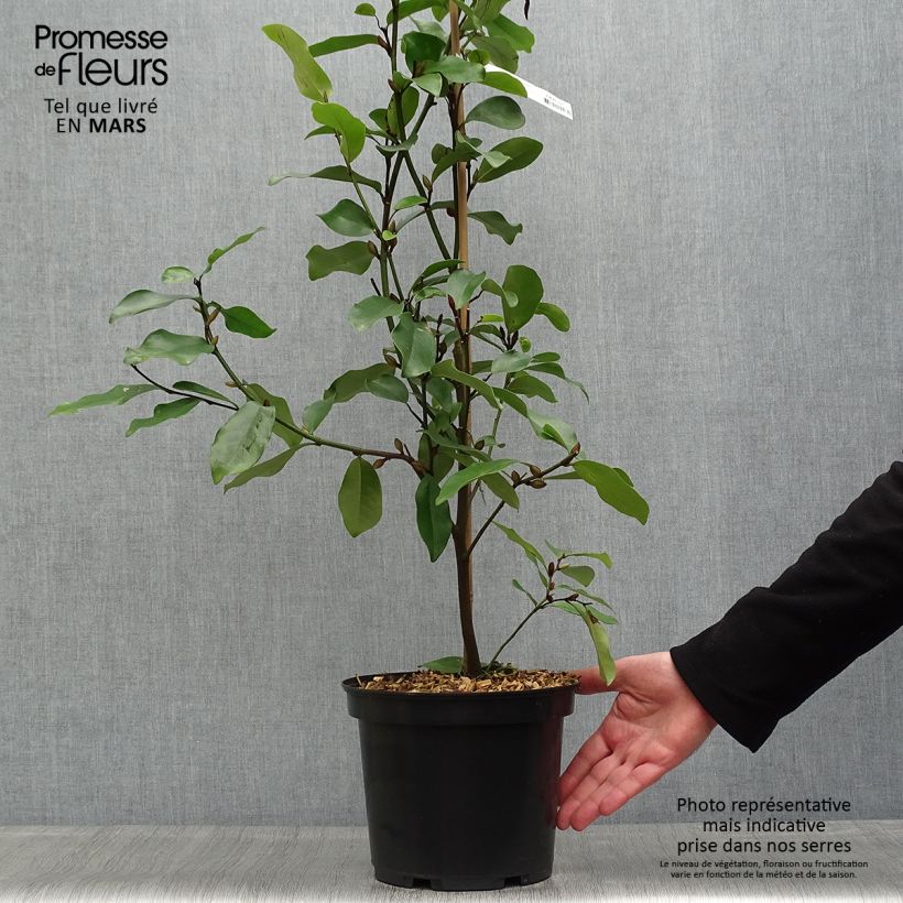 Magnolia White Caviar Maceta 3L/4L Ejemplar entregado en la primavera