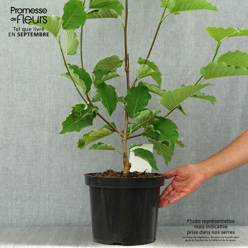 Ejemplar de Magnolia acuminata Blue Opal Maceta 7,5L/10L entregado en otoño