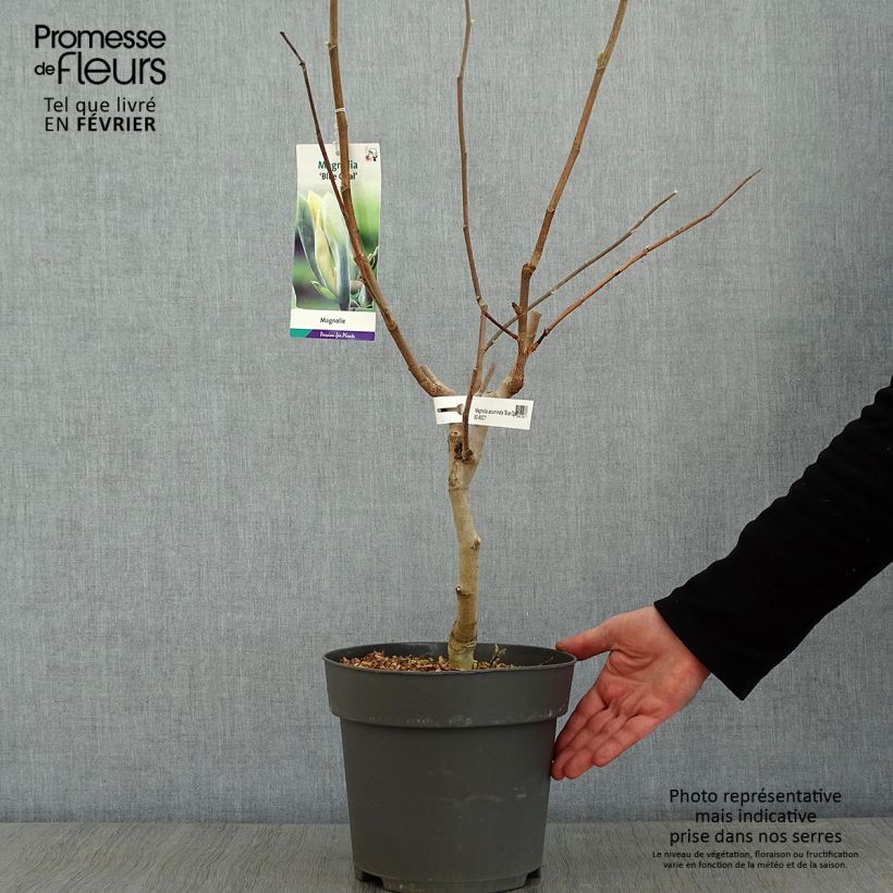 Magnolia acuminata Blue Opal Maceta 7,5L/10L Ejemplar entregado en invierno