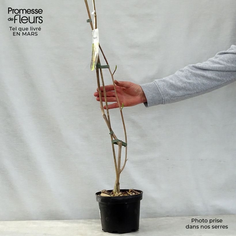 Magnolia brooklynensis Eva Maria Maceta 2L/3L Ejemplar entregado en la primavera