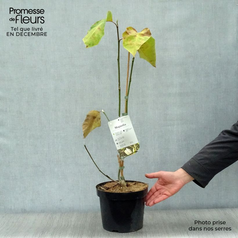 Magnolia brooklynensis Eva Maria Maceta 4L/5L Ejemplar entregado en invierno