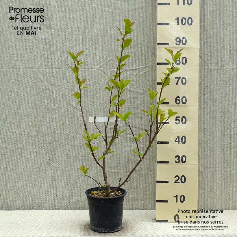 Magnolia denudata Festirose - Yulan Maceta 4L/5L Ejemplar entregado en la primavera