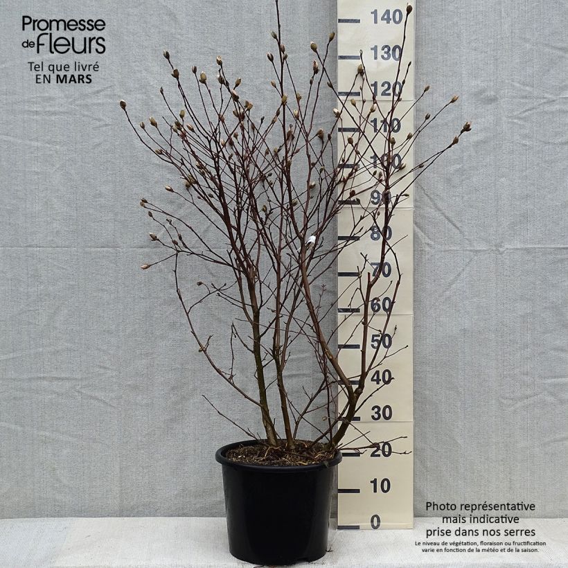Magnolia stellata Waterlily - Magnolia estrellada Maceta 7,5L/10L Ejemplar entregado en invierno