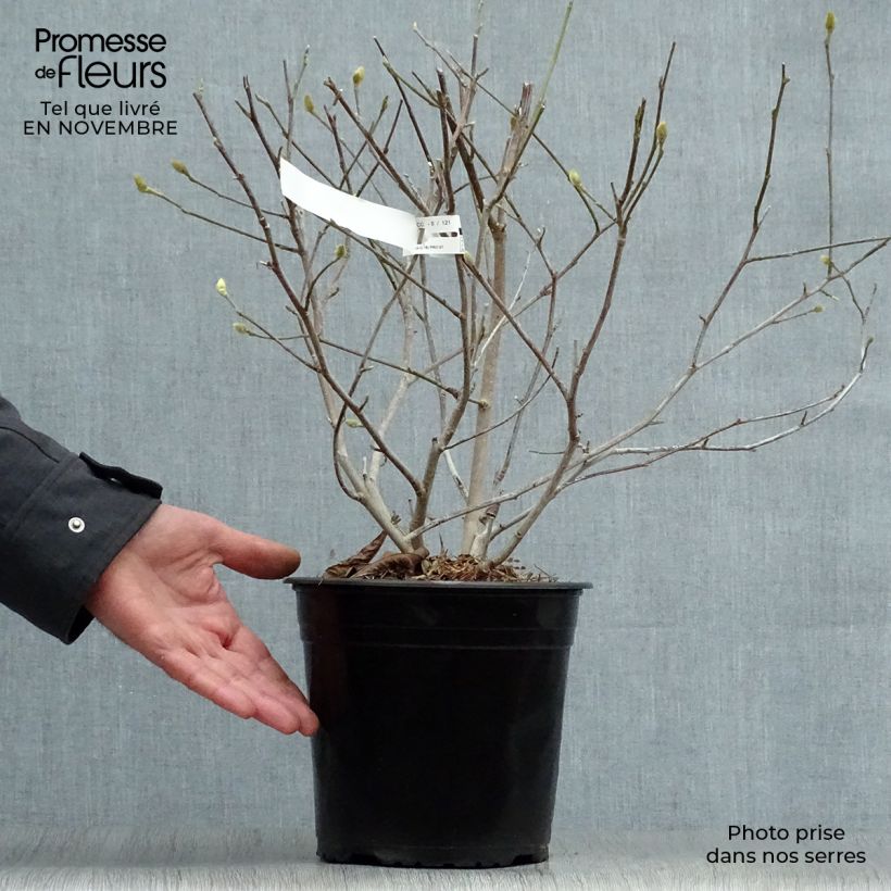Ejemplar de Magnolia stellata Waterlily - Magnolia estrellada Maceta 4L/5L entregado en otoño