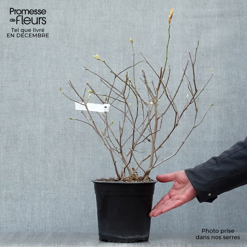 Magnolia stellata Waterlily - Magnolia estrellada Maceta 4L/5L Ejemplar entregado en invierno