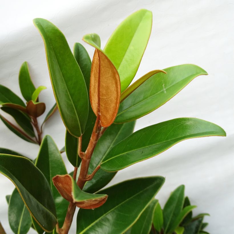 Magnolia grandiflora Alta (Follaje)