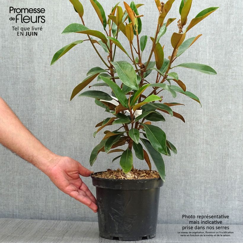 Ejemplar de Magnolia grandiflora Alta Maceta 4L/5L entregado en verano