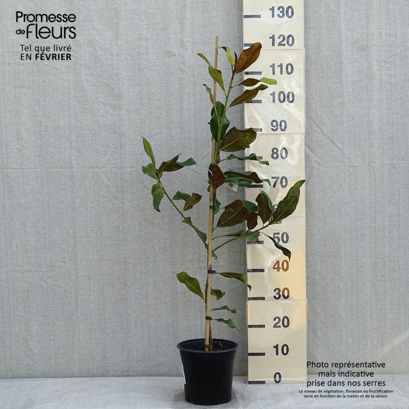 Magnolia grandiflora Bracken's Brown Beauty Maceta 4L/5L Ejemplar entregado en invierno
