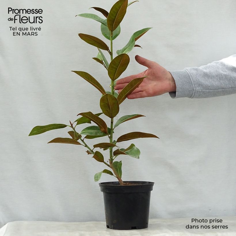 Magnolia grandiflora Ferruginea Maceta 1,5L/2L Ejemplar entregado en la primavera