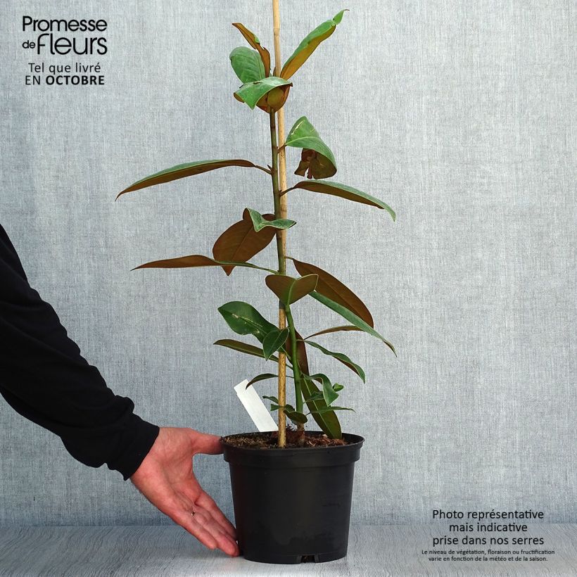 Ejemplar de Magnolia grandiflora Ferruginea Maceta 1,5L/2L entregado en otoño