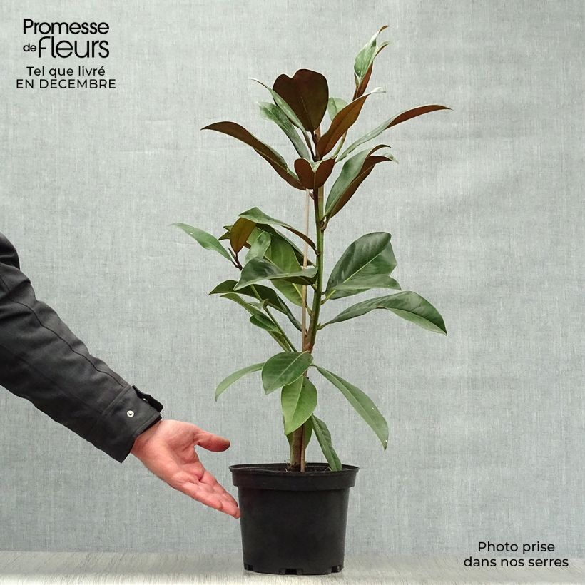 Magnolia grandiflora Galissonière Maceta 4L/5L Ejemplar entregado en invierno