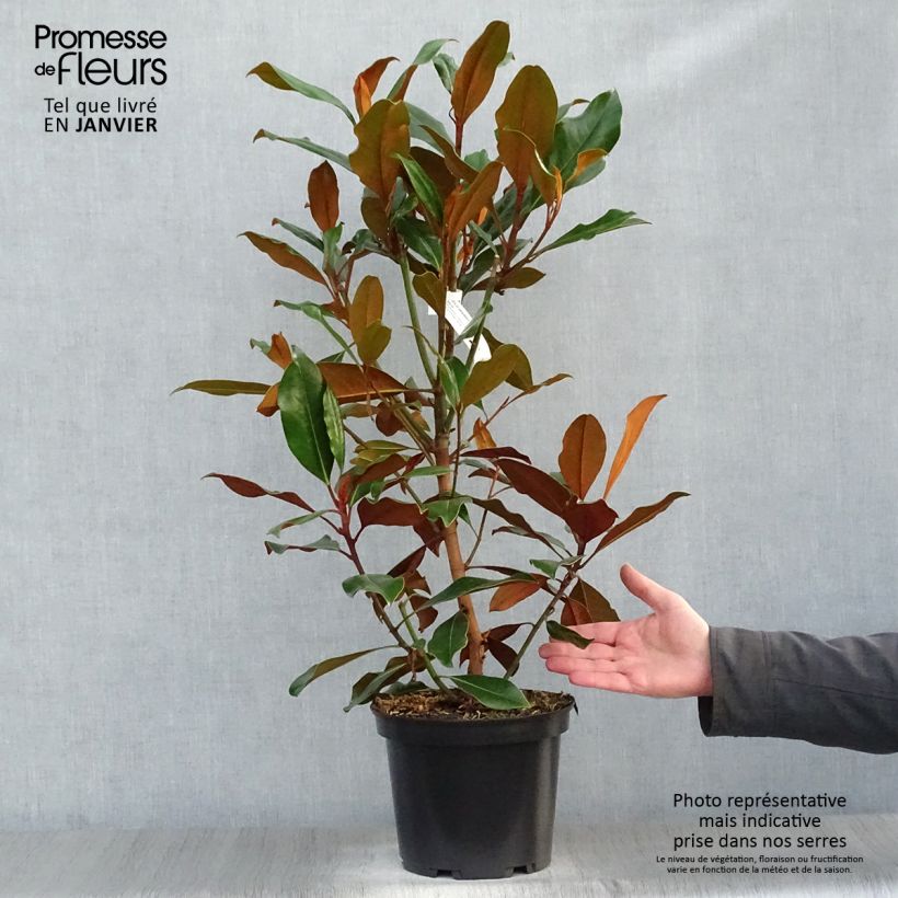 Magnolia grandiflora Kay Parris Maceta 4L/5L Ejemplar entregado en invierno