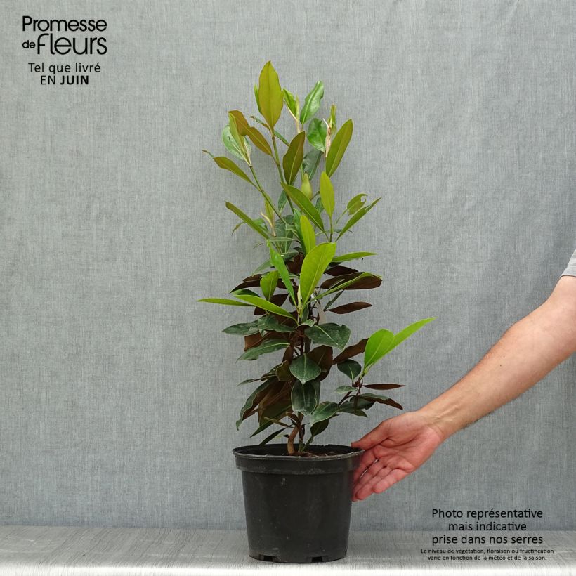Ejemplar de Magnolia grandiflora Little Gem Maceta 3L/4L entregado en verano